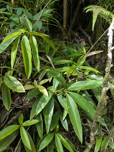 Medinilla medinilliana observed 2026-02-26