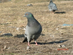Columba livia domestica