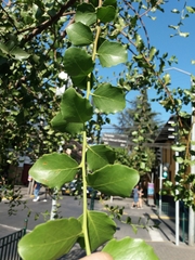 Quillaja saponaria