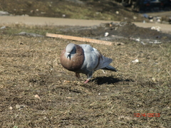 Columba livia domestica