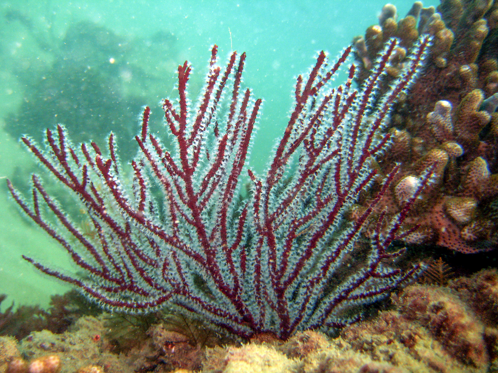 Indo-Pacific Sea Plumes