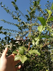Quillaja saponaria