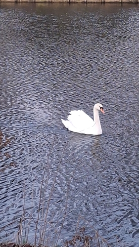 Mute Swan observed by m56911