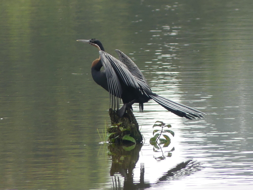 African Darter