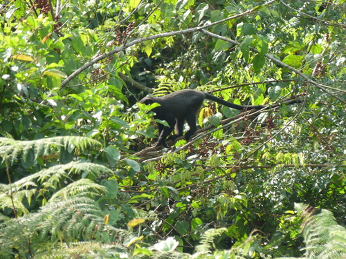 Putty-nosed Monkey