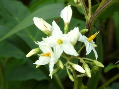 Solanum torvum