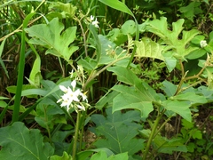 Solanum torvum