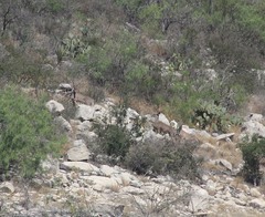 Odocoileus virginianus texanus