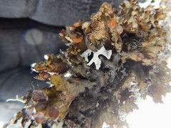 Tuckermanopsis sepincola