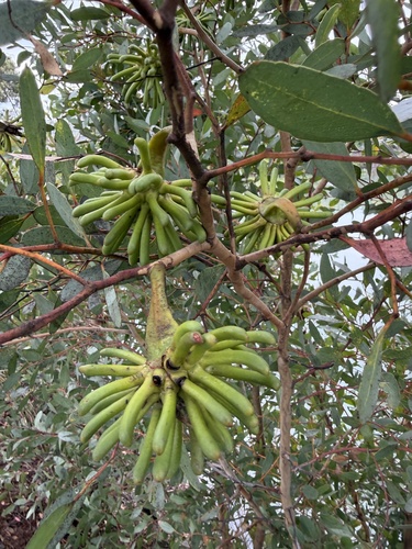 Eucalyptus conferruminata