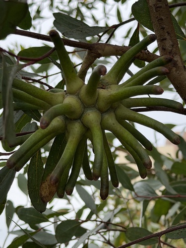 Eucalyptus conferruminata