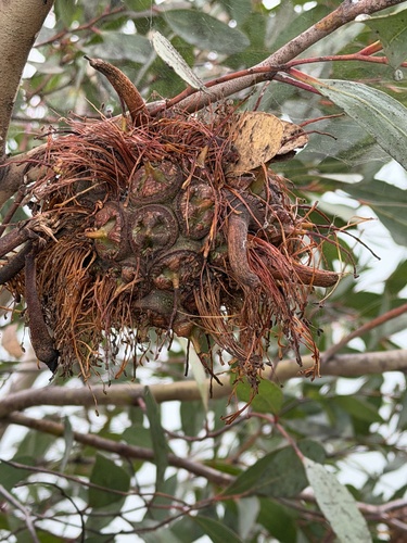 Eucalyptus conferruminata