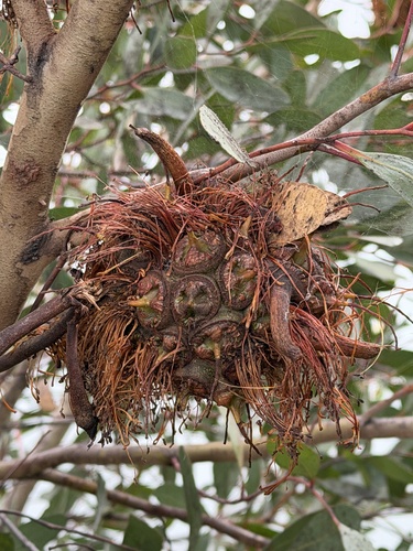 Eucalyptus conferruminata