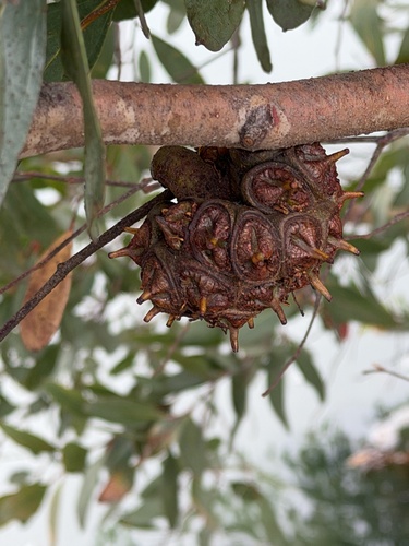 Eucalyptus conferruminata