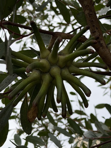 Eucalyptus conferruminata