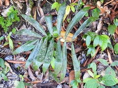 Zamia prasina