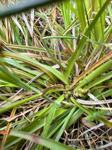 Carex zikae