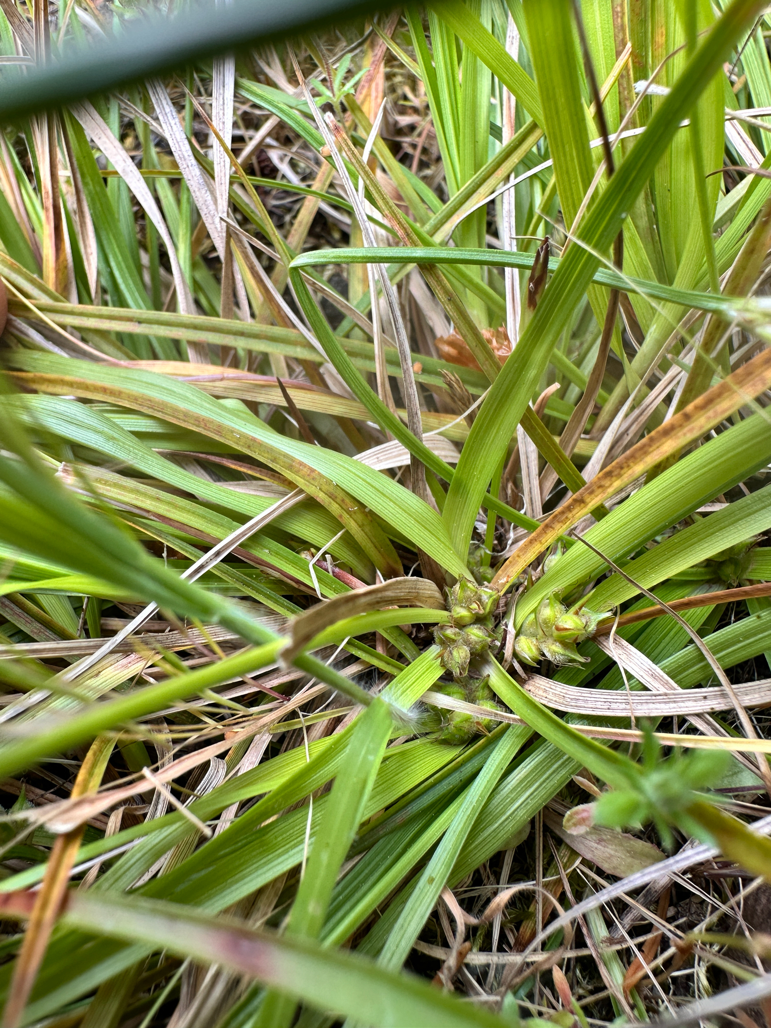 Carex zikae