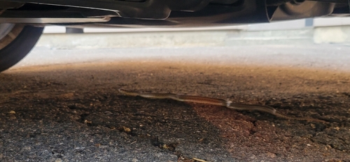 Gopher Snake observed by drcjcurry
