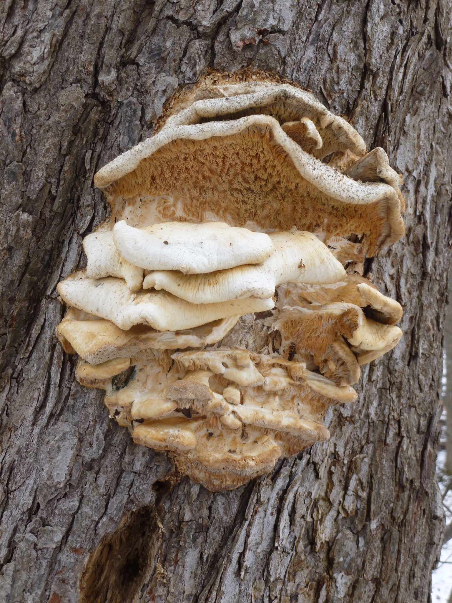 Laetiporus conifericola image