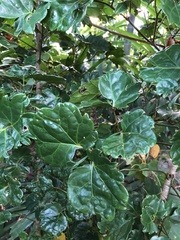 Polyscias scutellaria