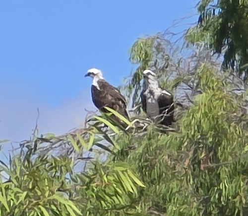 Osprey observed by pmvaus