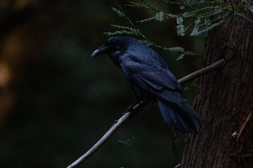 Common Raven observed by inkasaur