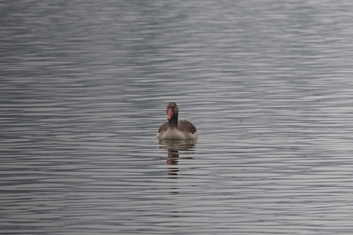 灰雁 observed by renko30830