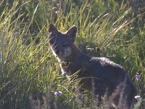 Santa Catalina Island Fox observed by nathantay