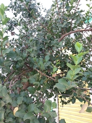Quillaja saponaria
