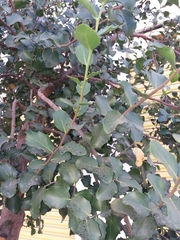 Quillaja saponaria