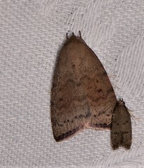 Austrocarea iocephala