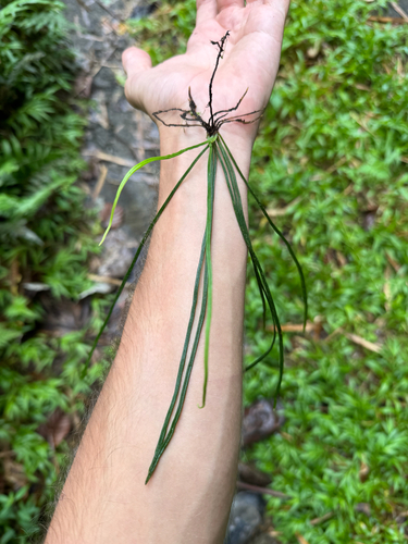 Grass fern (Vittaria graminifolia)