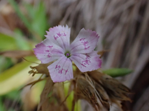 Foto de Cravina