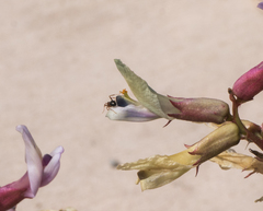 Myrmecocystus