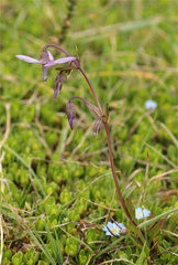 Gentianella rapunculoides