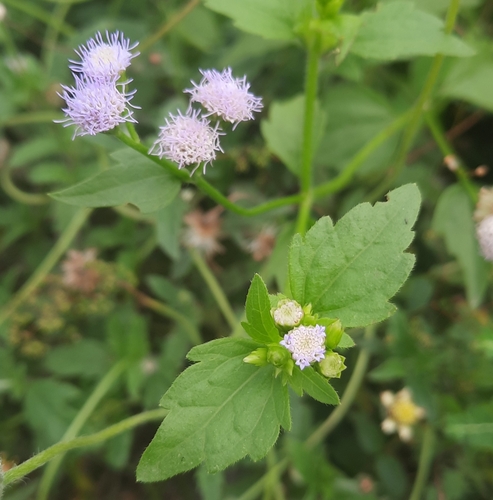 Siam weed