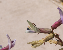 Myrmecocystus