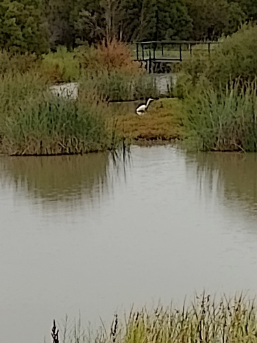 Great Egret observed by pfncvd