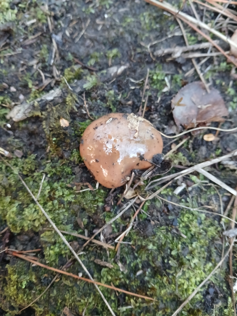 Suillus luteus · March 2026 · photo: © bigfarma2017 (iNaturalist, cc-by)