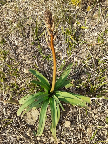 asfodel (Asphodelus)