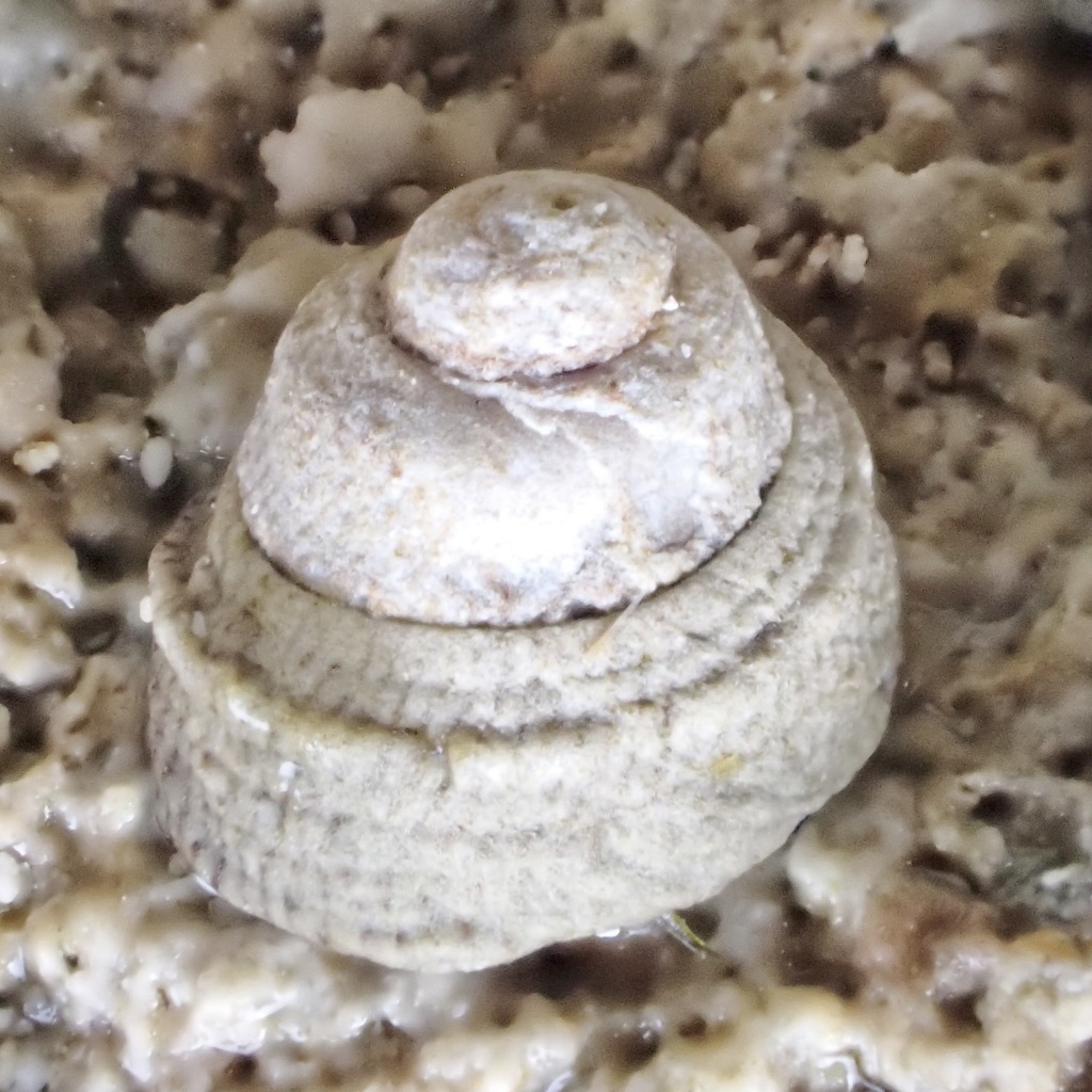 Peasiella tantilla