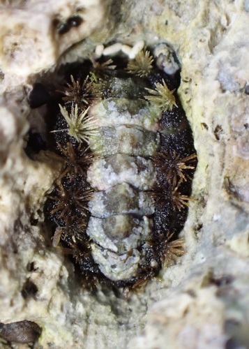 Acanthochitona viridis observed 2026-02-28