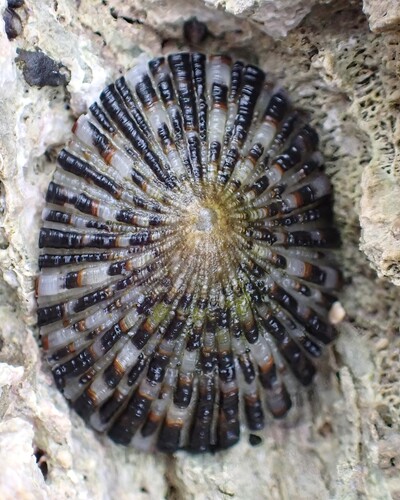 Cellana sandwicensis observed 2026-02-28