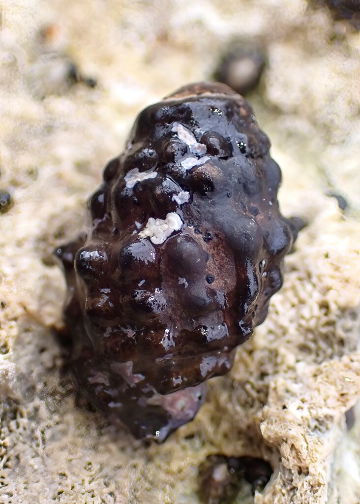 Arakawania granulata
