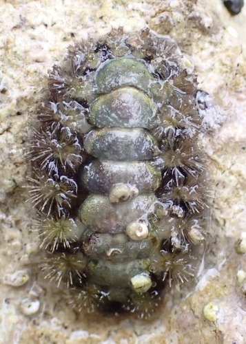 Acanthochitona viridis observed 2026-02-28