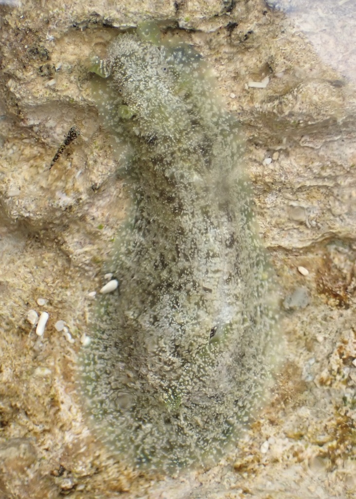 Dappled Sea Hare
