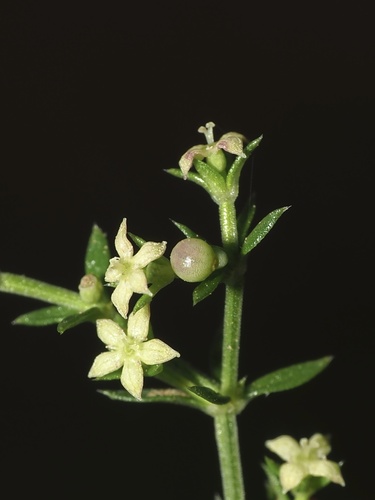 Galium nuttallii ssp. insulare