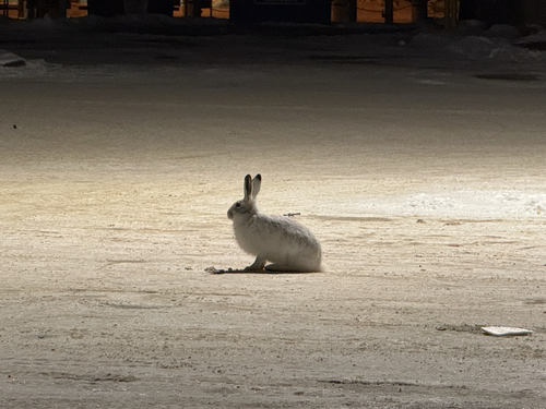 White-tailed Jackrabbit observed by theshipnaturalist