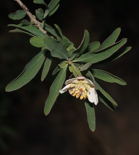 California rockflower (Crossosoma californicum)